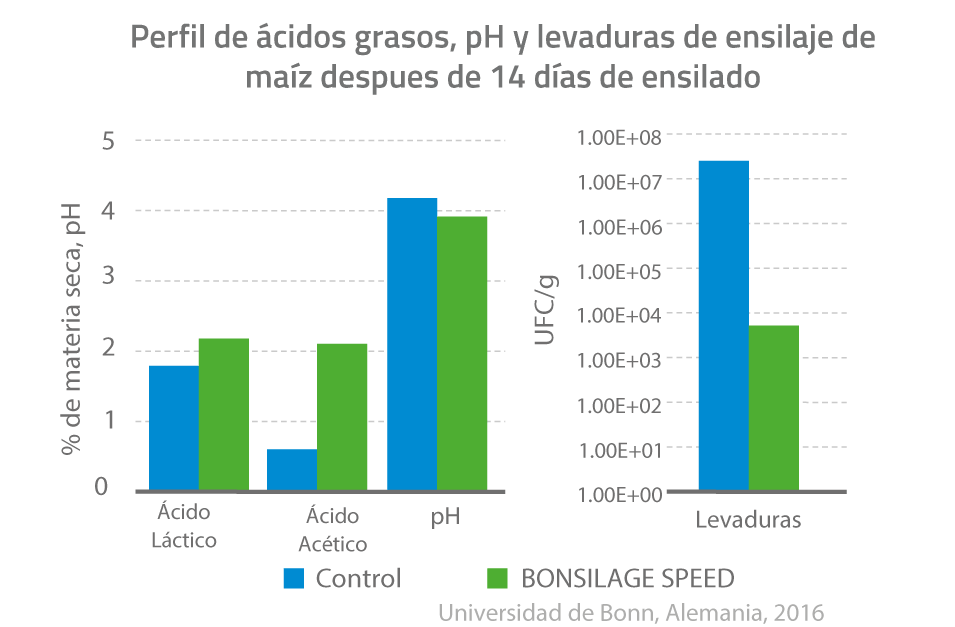 Grapf SPEED 1