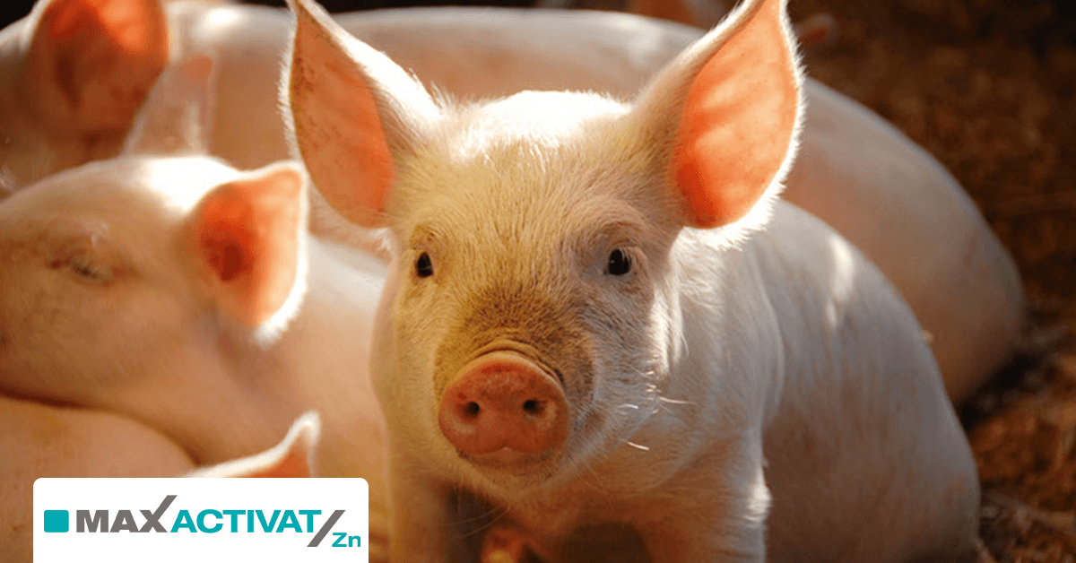 Piglet 1 FB Header