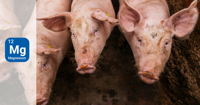 AdobeStock 466009029 Schweine small Balken