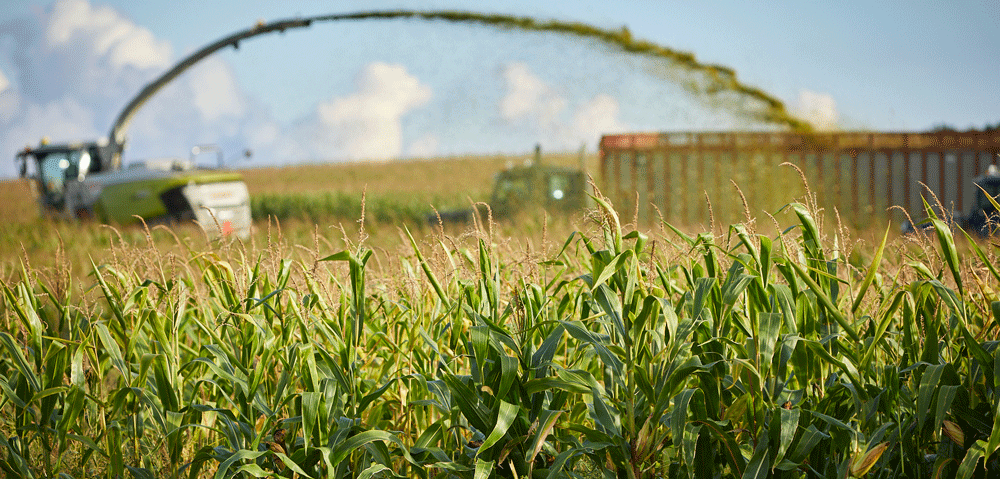 BonSilageF3 LoRez 0119