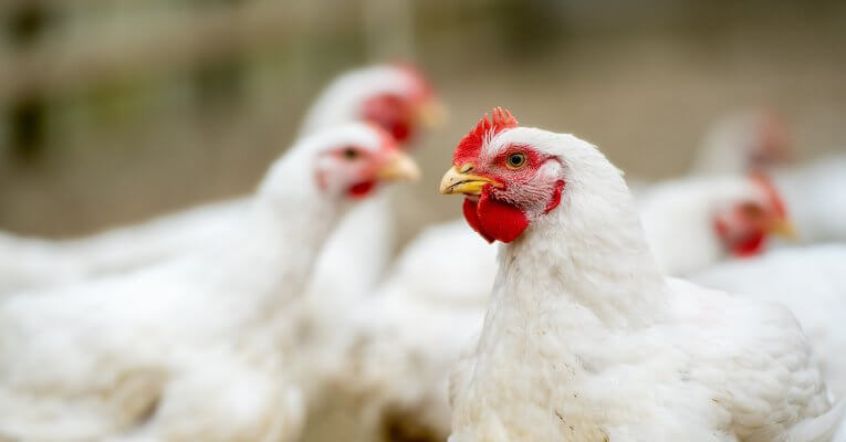 AdobeStock 491786012 Broiler EWM
