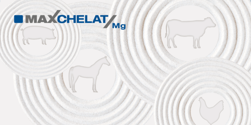 Header MAXCHELAT Mg